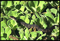 Corkscrew Swamp Sanctuary.  SW Florida