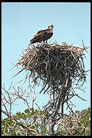 Osprey nest. Everglades National Park