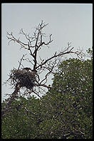 Osprey nest. Everglades National Park