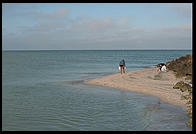 People collecting shells in the morning on the beach at Sanibel Island, Florida