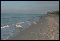 Morning on the beach at Sanibel Island, Florida