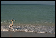 Pelican.  Sanibel Island, Florida