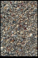 Shells in the morning on the beach at Sanibel Island, Florida