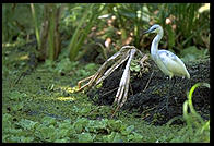 Corkscrew Swamp Sanctuary, SW Florida