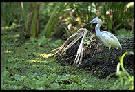 Corkscrew Swamp Sanctuary, SW Florida