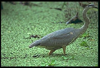 Corkscrew Swamp Sanctuary.  SW Florida