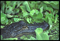 Alligator. Corkscrew Swamp Sanctuary.  SW Florida