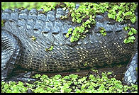 Alligator. Corkscrew Swamp Sanctuary. SW Florida