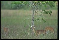 Deer.  Corkscrew Swamp Sanctuary.  SW Florida