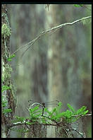 Dragonfly. Corkscrew Swamp Sanctuary.  SW Florida