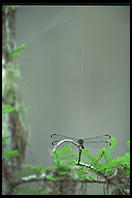 Dragonfly.  Corkscrew Swamp Sanctuary.  SW Florida