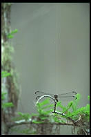 Dragonfly + 1.4X teleconverter.  Corkscrew Swamp Sanctuary.  SW Florida