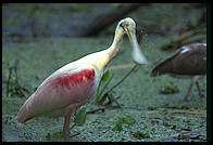 Roseate Spoonbill. Corkscrew Swamp Sanctuary.  SW Florida