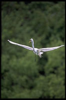 Venice Rookery.  SW Florida