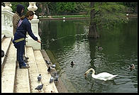 Swans in front of the Palacio de Cristal.  Madrid, Spain