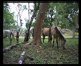 Horses. Uaxactun, Guatemala