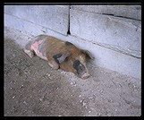 Pig. Uaxactun, Guatemala