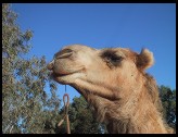Digital photo titled camel-head