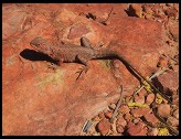Digital photo titled lizard