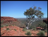 Digital photo titled tree-on-rim