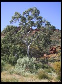 Digital photo titled white-bark-tree