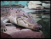 Digital photo titled crocodile