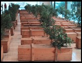 Digital photo titled tree-coffins