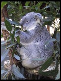 Digital photo titled koala