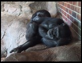 Digital photo titled sleeping-apes