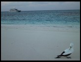 Digital photo titled sand-cay-bird-boat