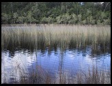 Digital photo titled fraser-island-pond