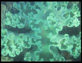 Digital photo titled coral
