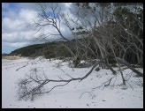 Digital photo titled dead-tree-on-beach