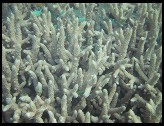 Digital photo titled fish-among-coral