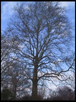 Digital photo titled big-tree