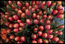 Digital photo titled tulips-for-sale-on-rue-cler