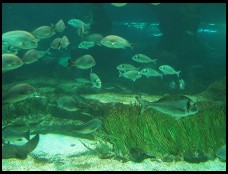 Digital photo titled barcelona-aquarium-tunnel