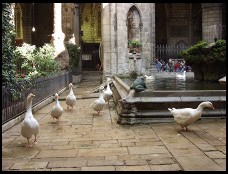 Digital photo titled geese-in-cloister