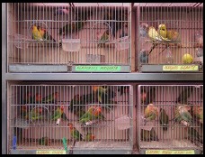 Digital photo titled la-rambla-bird-vendor