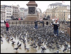 Digital photo titled trafalgar-pigeons
