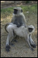 Digital photo titled ape-getting-groomed-at-akbars-tomb