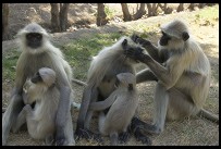 Digital photo titled apes-grooming-at-akbars-tomb