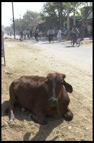 Digital photo titled cow-in-agra-city-street