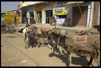 Digital photo titled donkeys-in-front-of-agra-storefronts