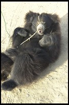 Digital photo titled roadside-bear-lying-down