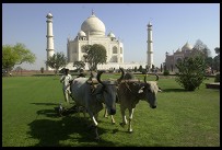 Digital photo titled taj-mahal-oxen-mowing-lawn-horizontal