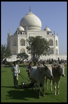 Digital photo titled taj-mahal-oxen-mowing-lawn-vertical