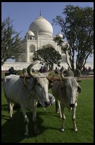 Digital photo titled taj-mahal-oxen-resting