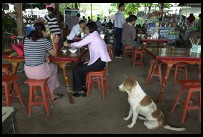 Digital photo titled floating-market-restaurant-beggar-dog