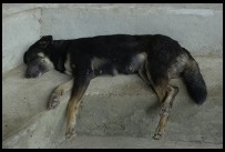 Digital photo titled floating-market-sleeping-dog